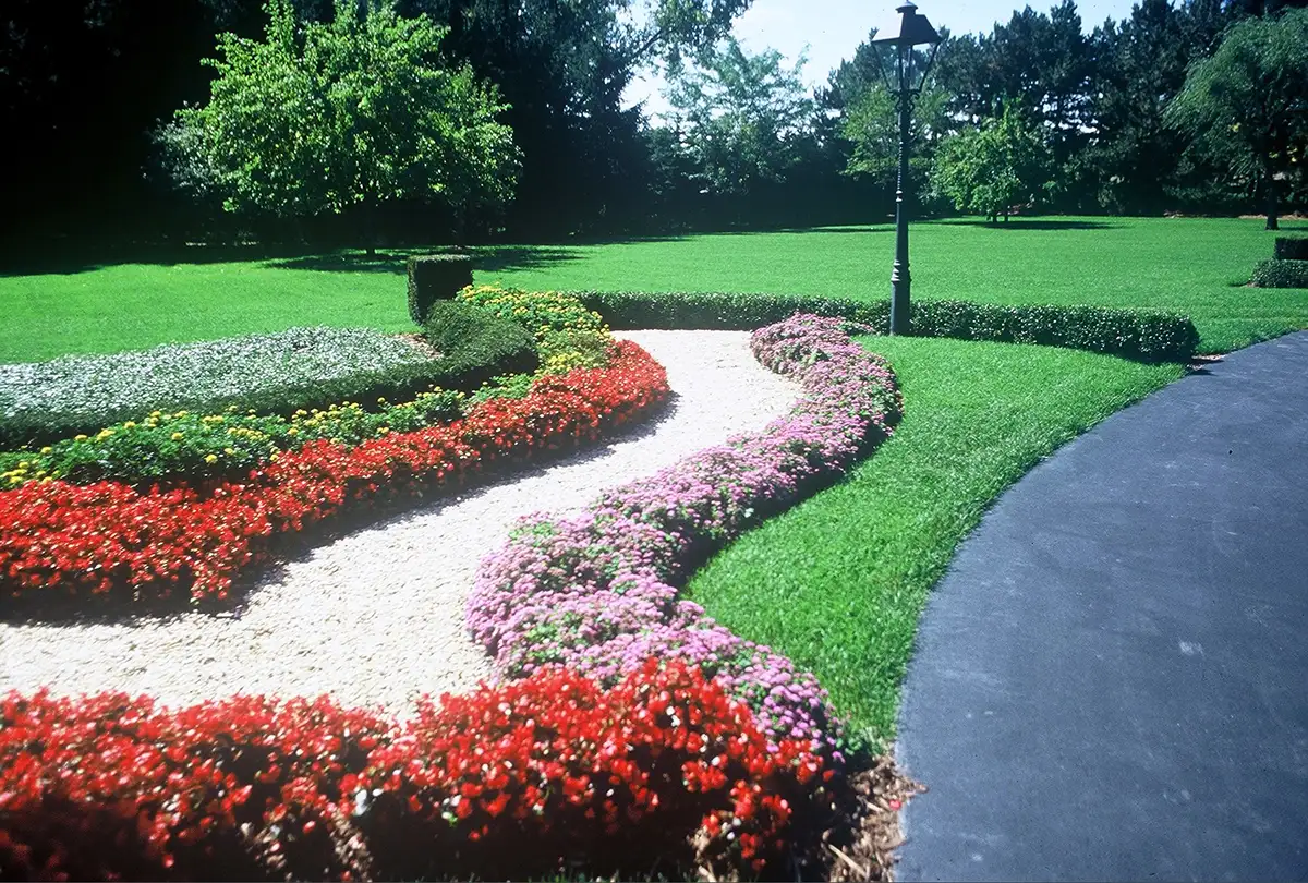 begonia residential landscaping by Riepenhoff Landscape